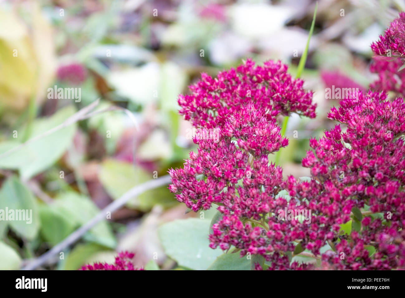Mauerpfeffer, Sedum im Spätherbst. Rote Blumen Stockfoto