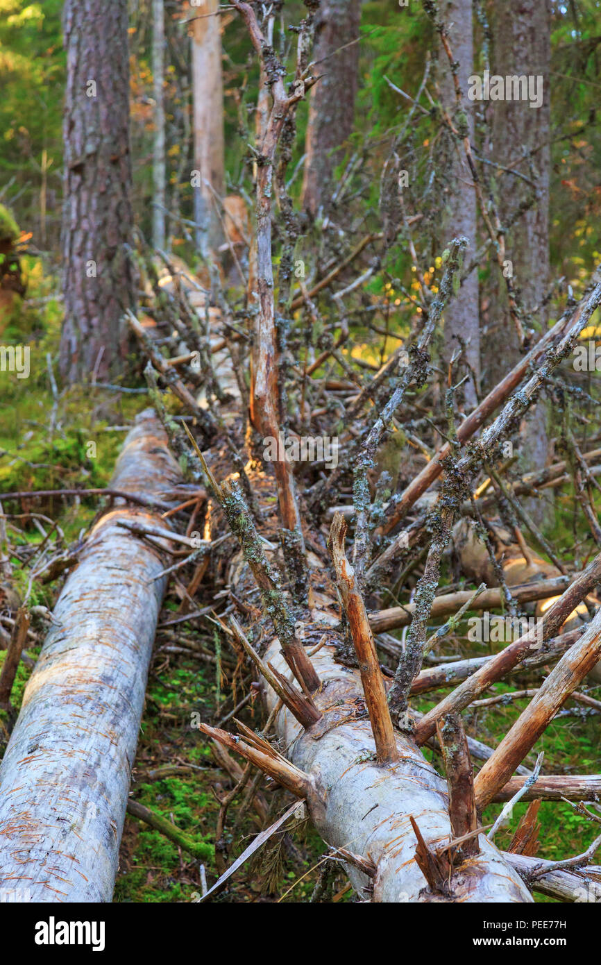 Alte gefallenen toten Baum im Wald Stockfoto