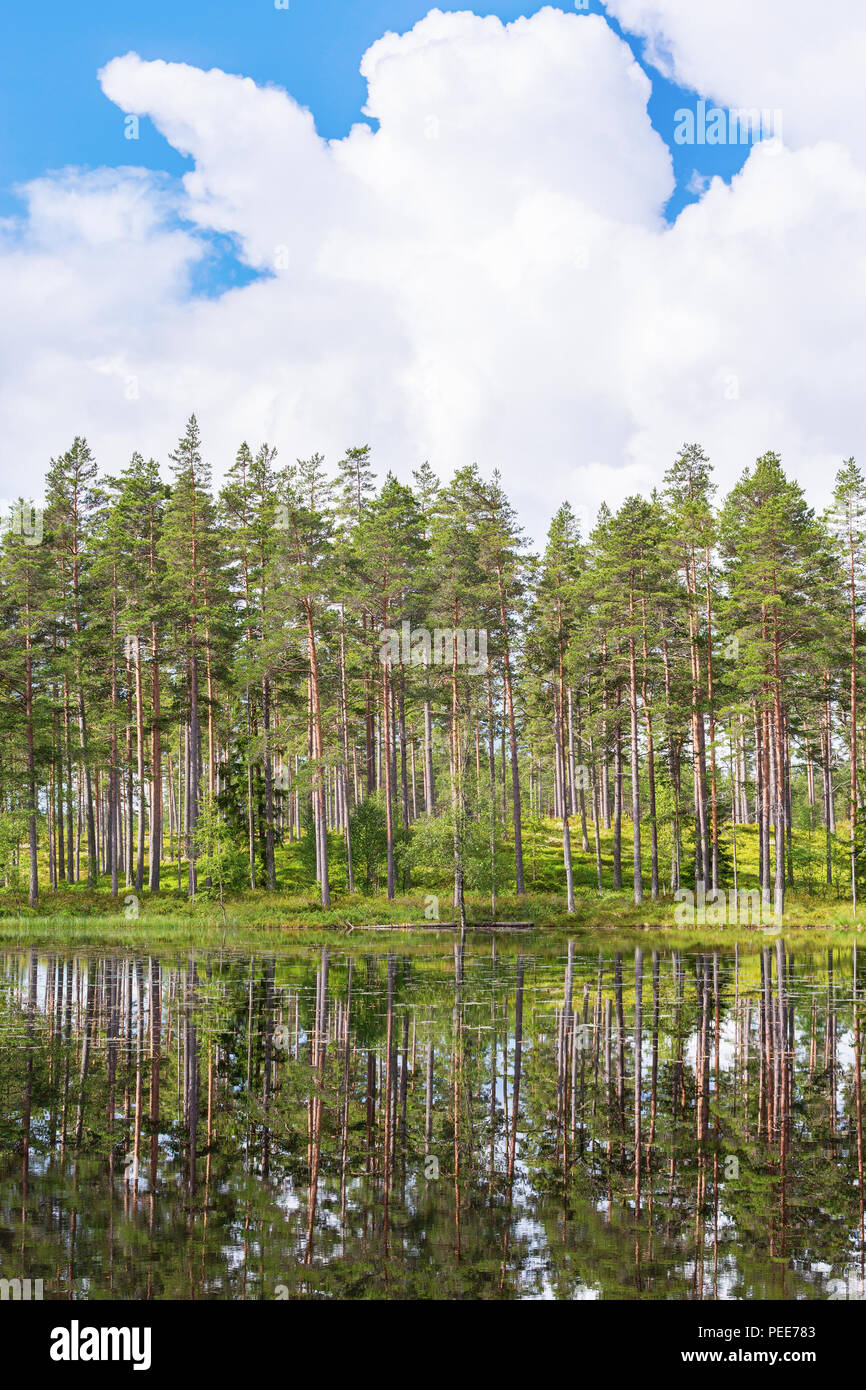 Wald See an einem Pinienwald Stockfoto