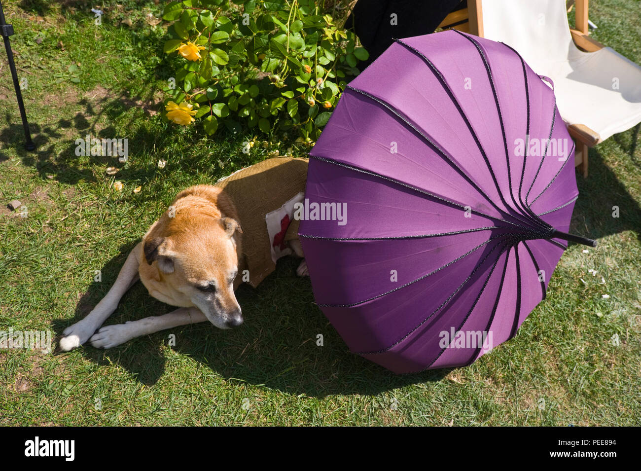 Weltkrieg eine Festveranstaltung erste Hilfe Hund versuchen, kühl im Schatten eines Sonnenschirms an Heu zu halten-on-Wye, Powys Wales UK Stockfoto