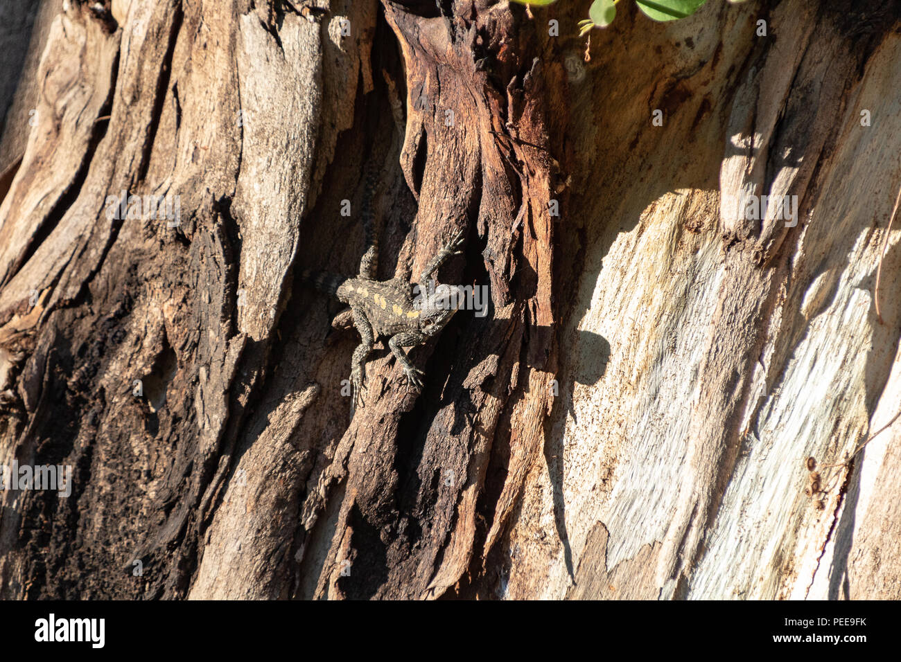 Gelb gefleckte Echse, Stellagama stellio, auf dem alten braun Baum in Yarkon Park, Tel Aviv, Israel Stockfoto