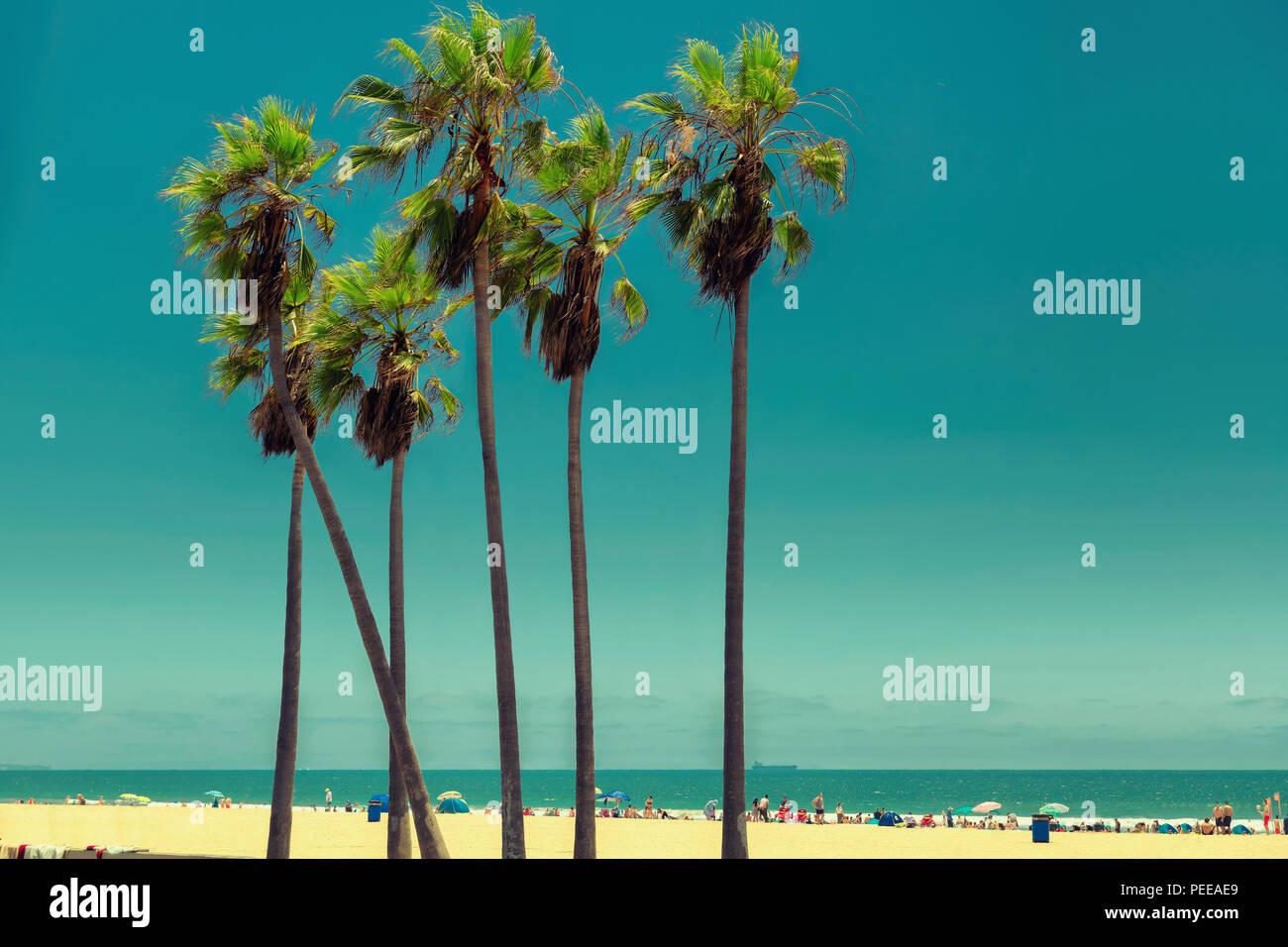 Palmen in Venice Beach, Vintage verarbeitet. Stockfoto