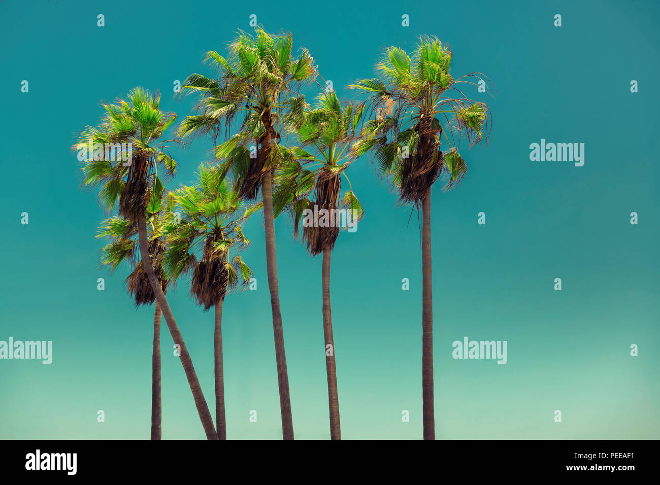 Palmen in Venice Beach, Vintage verarbeitet. Stockfoto