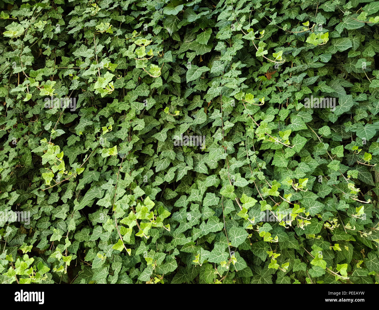 Grüne Wand eines Kriechpflanze Efeu als natürlichen Hintergrund Textur Stockfoto