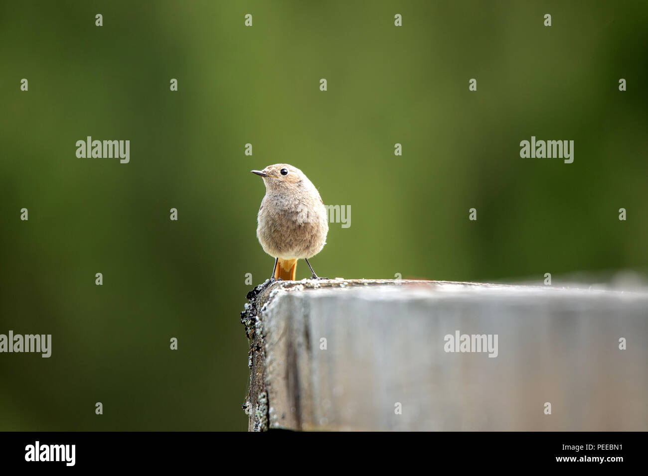 Phoenicurus ochruros, Vogel, Tier, Natur, Schweiz, Black Redstart, von Tithy redstart, blackstart, black redtail Stockfoto