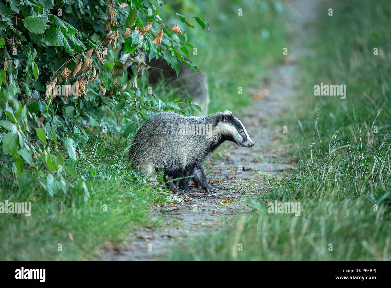 Meles meles, Tier, Natur, Schweiz, Europäischen Dachs, Dachs, Säugetier  Stockfotografie - Alamy