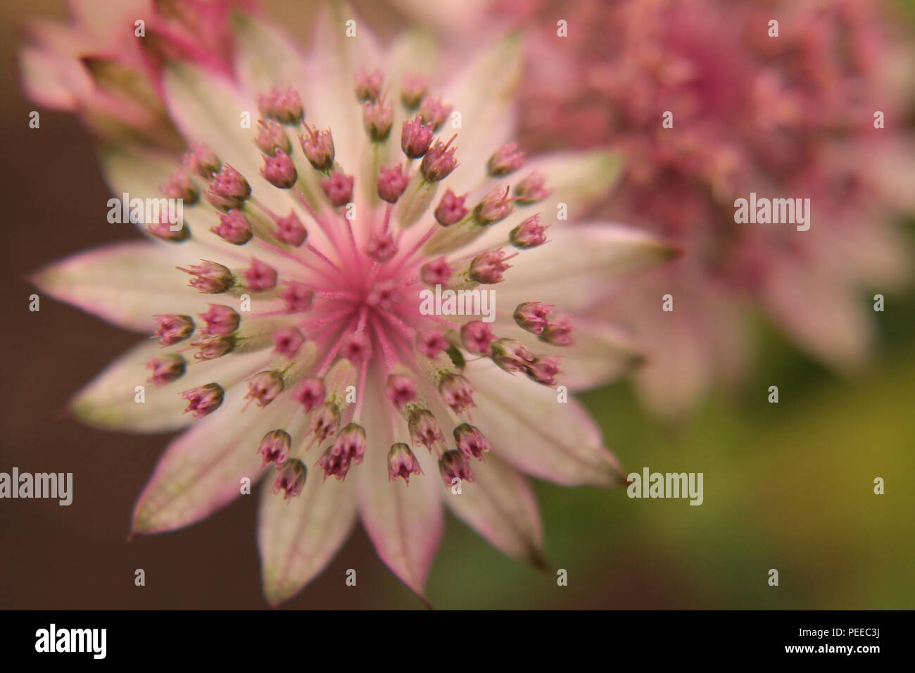 Astrantia Maxima 'Hattie der Stift Kissen 'Garten Blume gesehen von oben scharf mit einem unscharfen Hintergrund Stockfoto