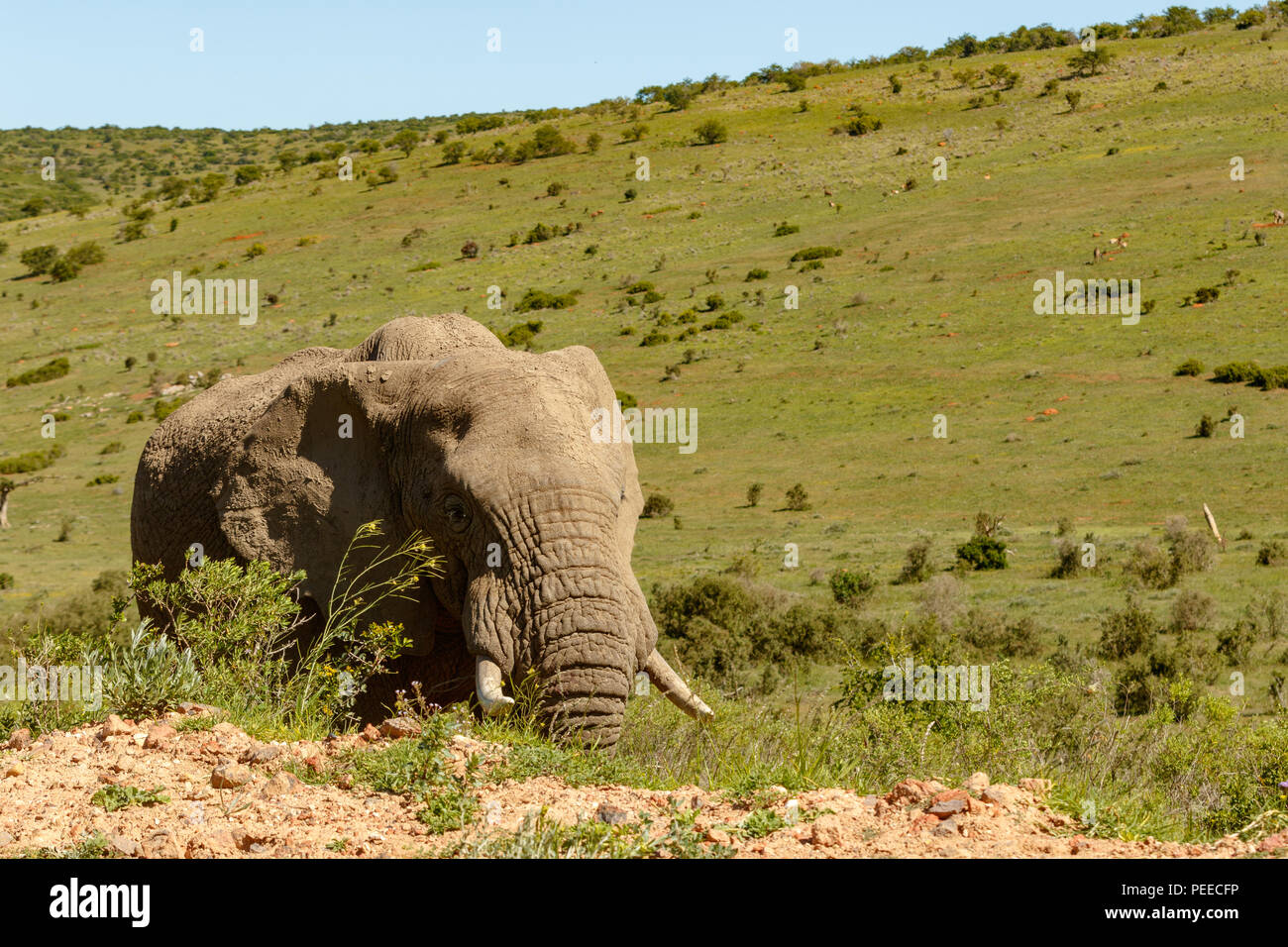 Elefanten laufen auf der Seite des Feldes Stockfoto