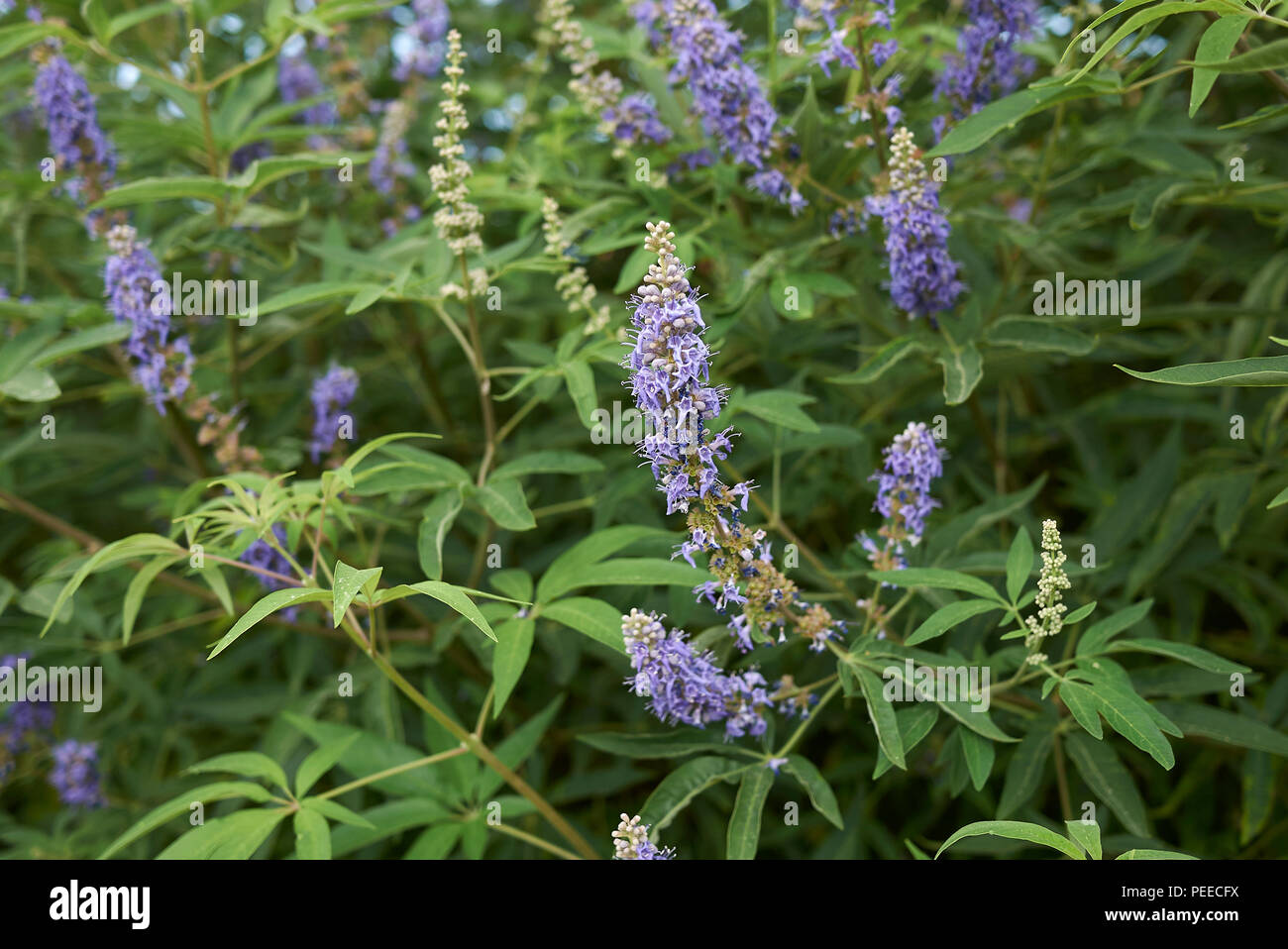 Vitex agnus castus Fotos und Bildmaterial in hoher Auflösung Alamy