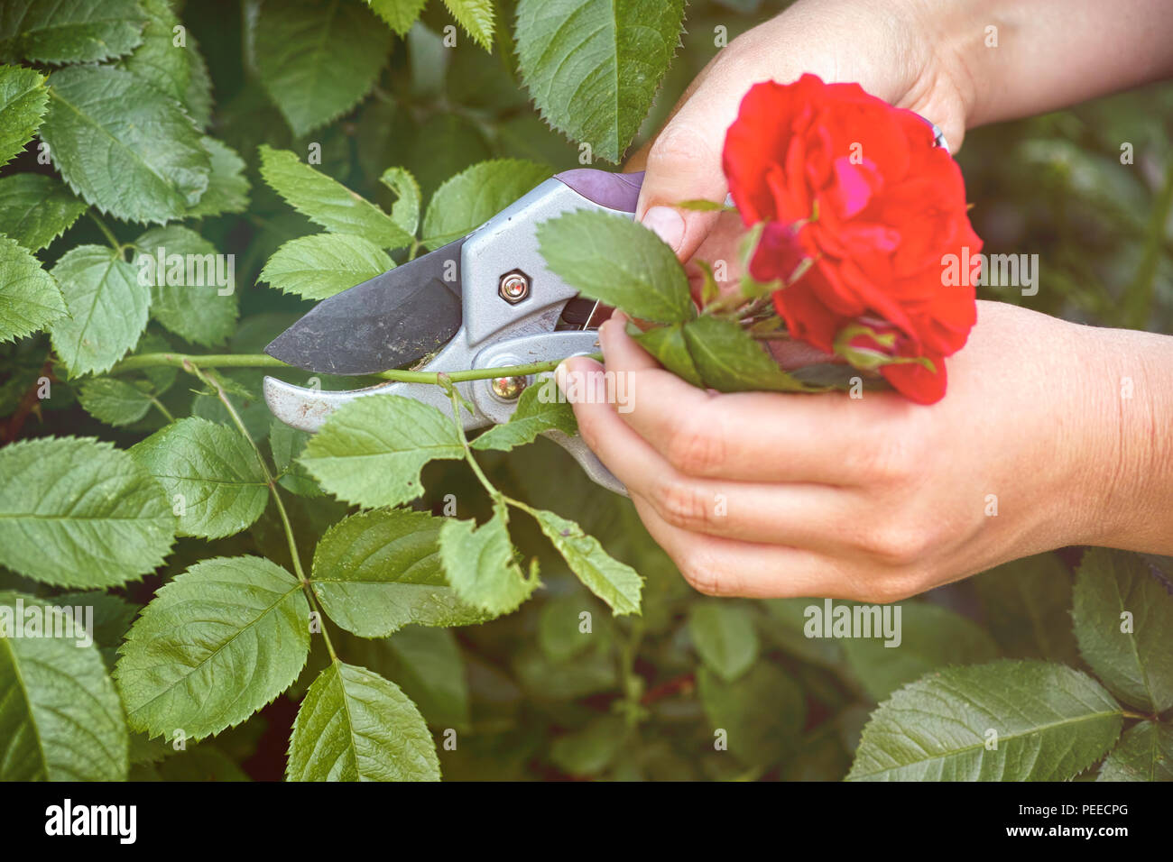Beschneiden Beschneiden Stockfotos und bilder Kaufen Alamy
