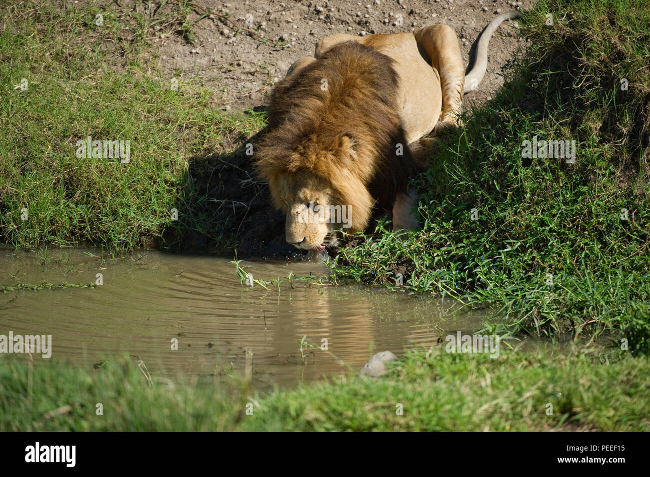 African Lion Pathera leo Trinken am Wasserloch Masai Mara Kenia Stockfoto