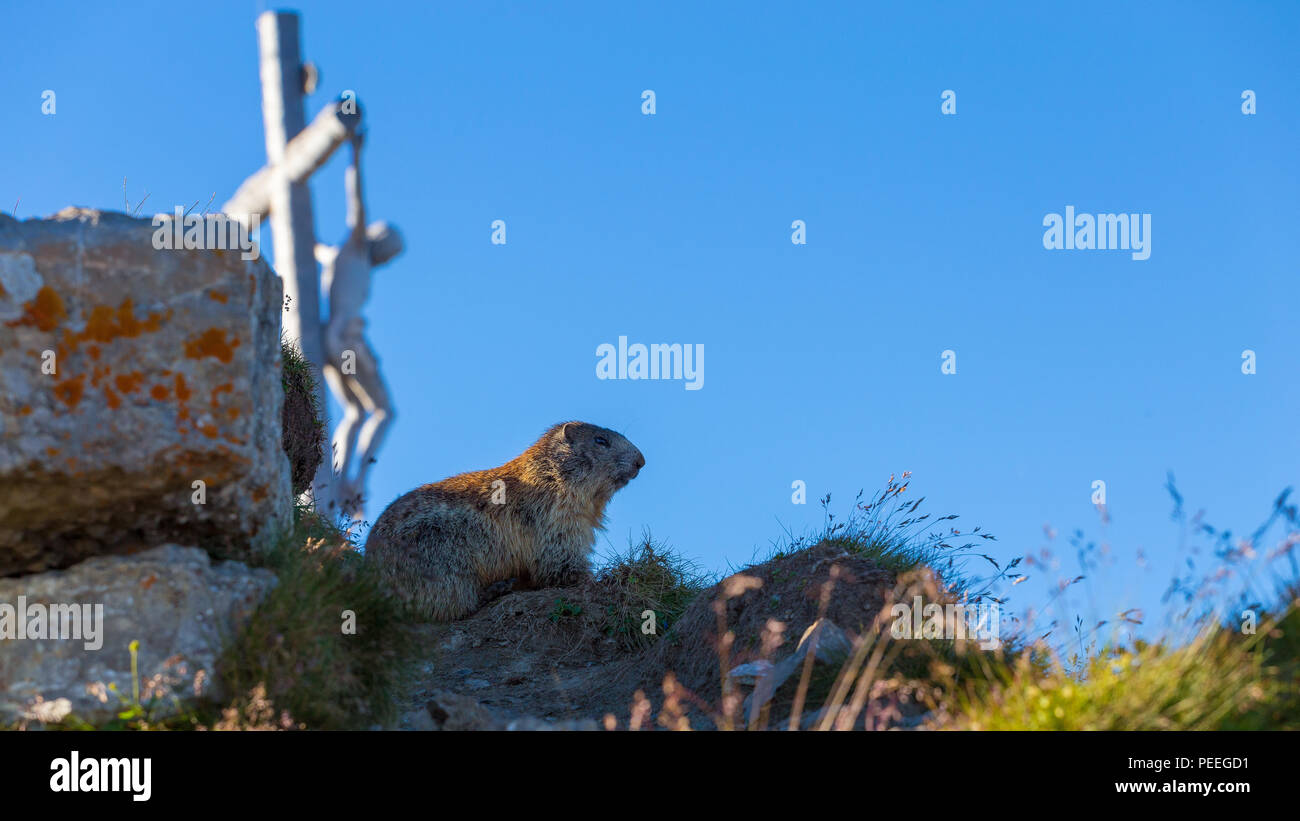 Marmotta. Marmota marmota. Kreuz, Kruzifix auf dem Seceda Berg. Die Grödner Dolomiten. St. Ulrich. Italienische Alpen. Europa. Stockfoto