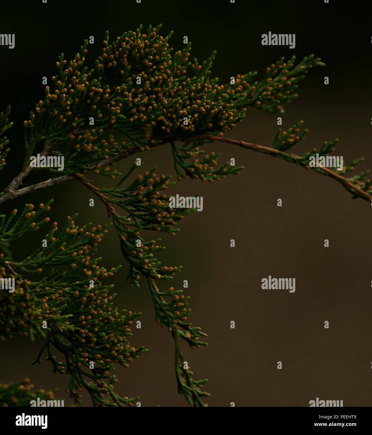 Immergrüne Zweige Stockfoto