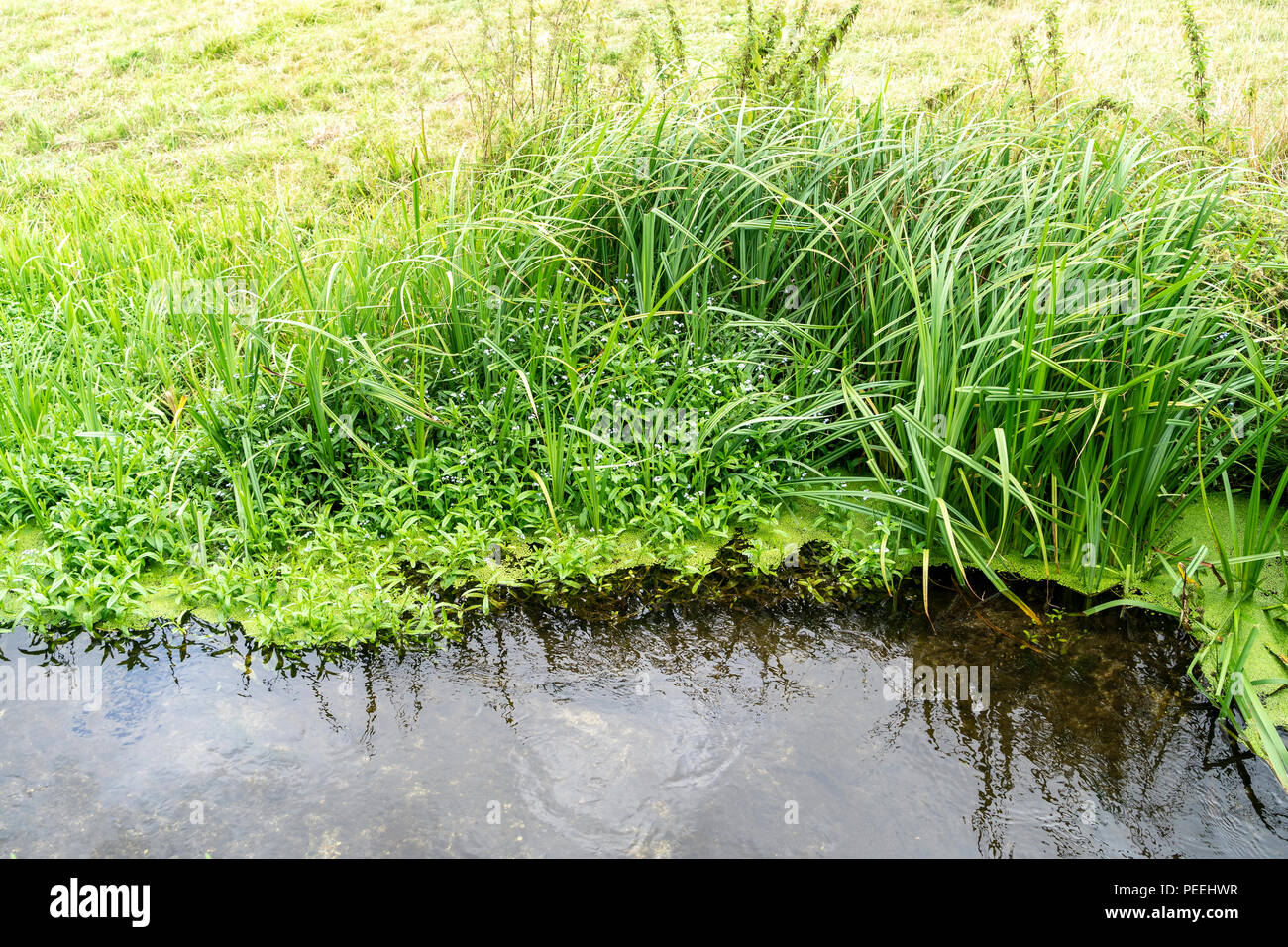 Schilf und Wasserlinsen am Rand von einem langsam fließenden Strom Stockfoto