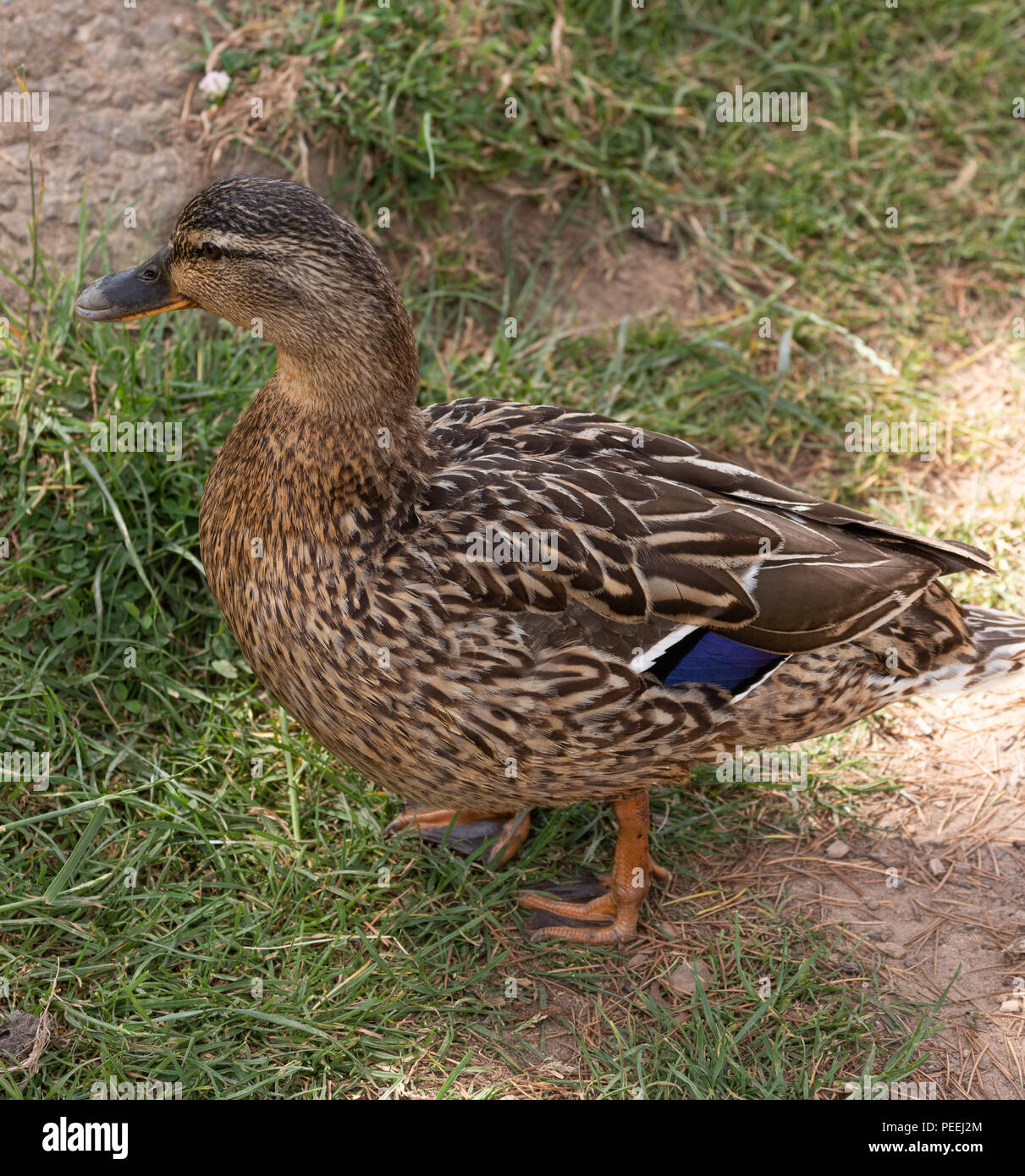 Gemeinsame britische Ente bekannt als die Stockente Stockfoto