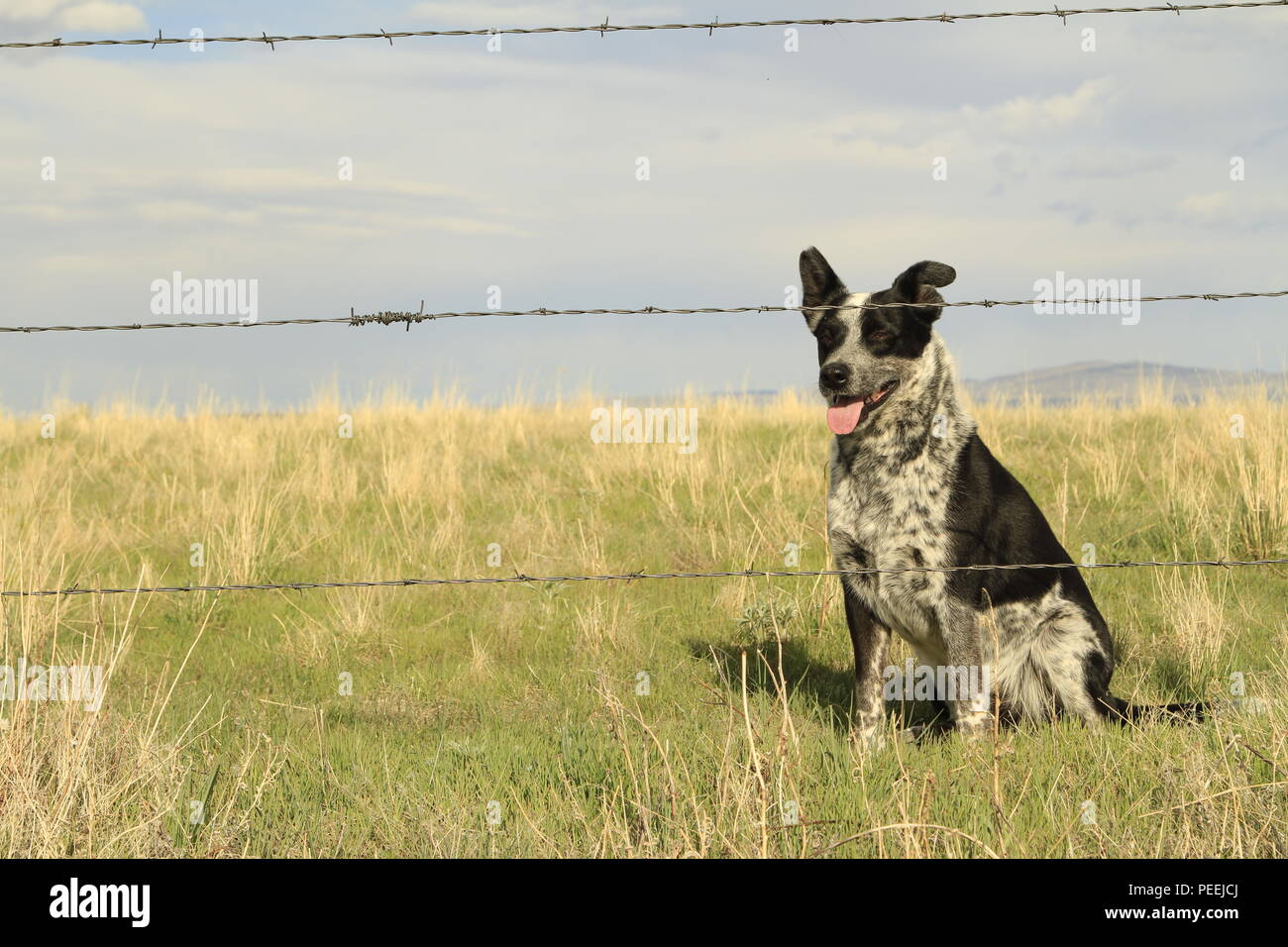 Blue Heeler Border Collie X sitzt hinter einem Stacheldrahtzaun in Montana, USA Stockfoto