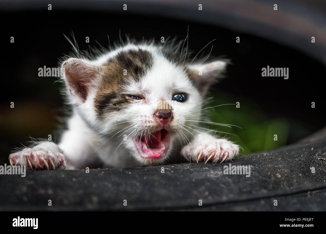 Entwicklung Eines Katzenbabys Die Ersten Vier Wochen