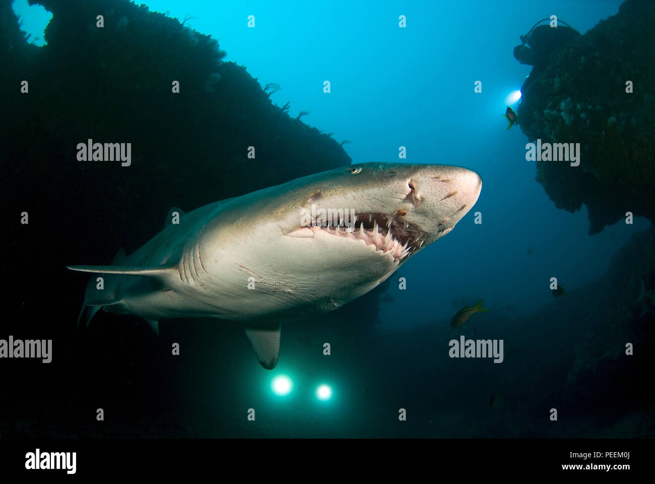 Ragged Tooth shark (carcharias Taurus synonym Eugomphodus taurus), Carcharias taurus), Aliwal Shoal, Südafrika Stockfoto