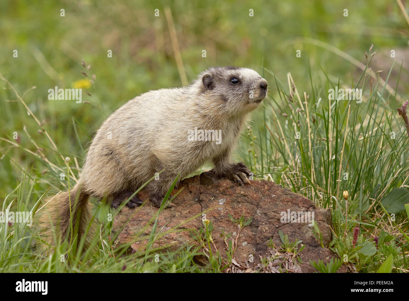 Graue Murmeltier (Marmota caligata), Denali National Park, Alaska Stockfoto