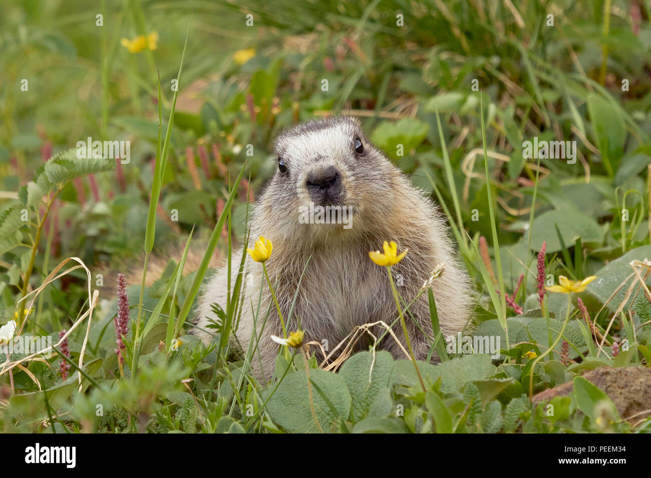 Graue Murmeltier (Marmota caligata), Denali National Park, Alaska Stockfoto