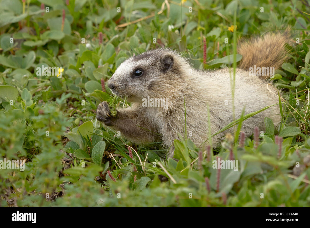 Graue Murmeltier (Marmota caligata), Denali National Park, Alaska Stockfoto