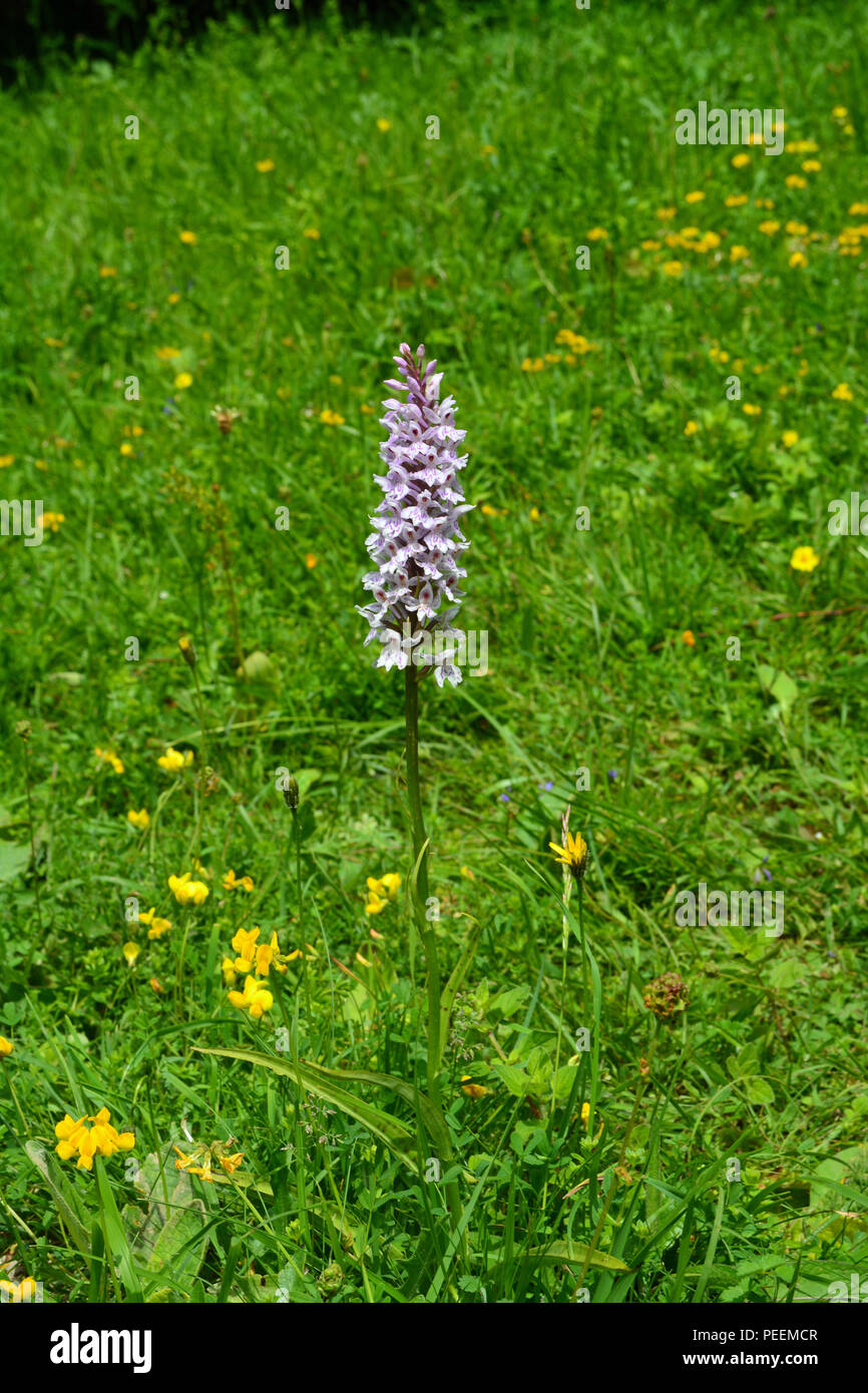 Gemeinsame gefleckte Orchidee Stockfoto