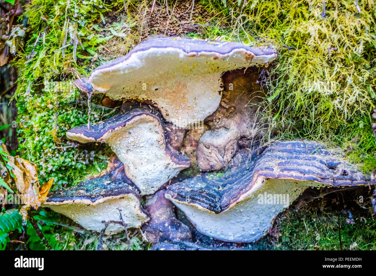 Ein Wild Mushroom in Heceta Head Lighthouse State Park Florence, Oregon Stockfoto