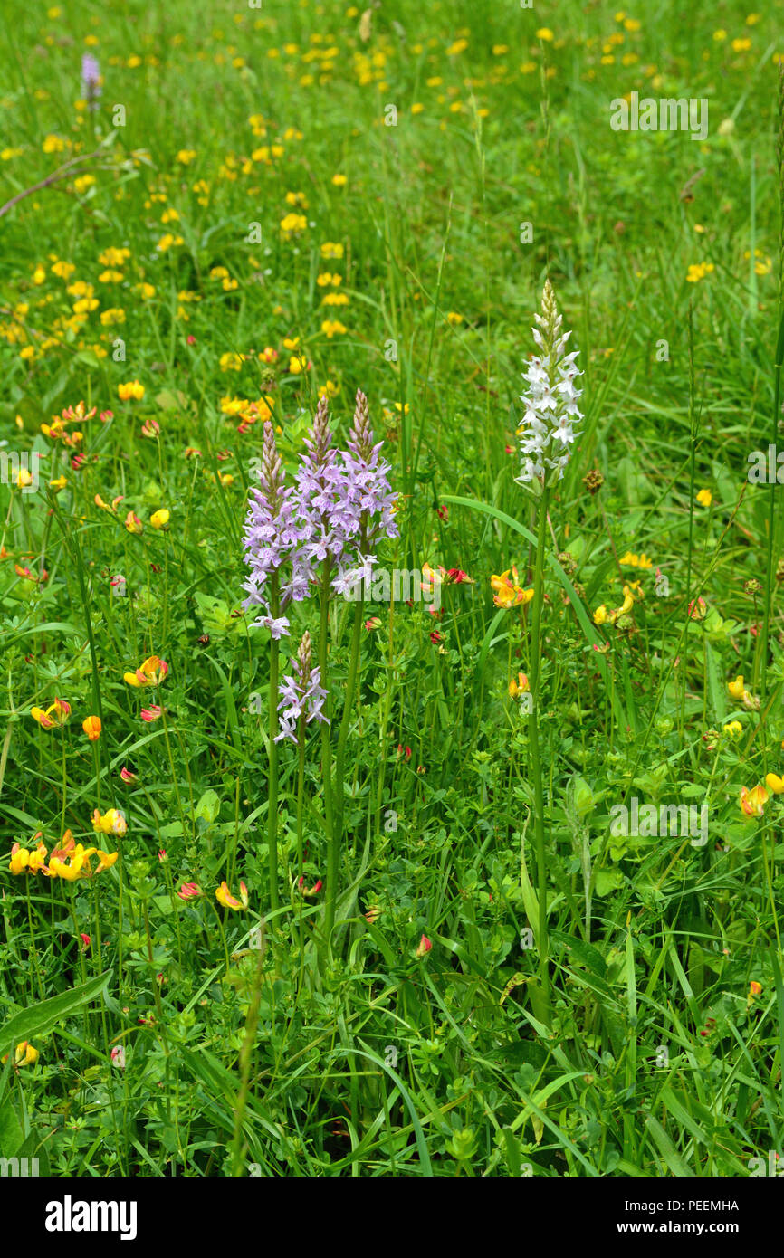 Gemeinsame gefleckte Orchidee Stockfoto