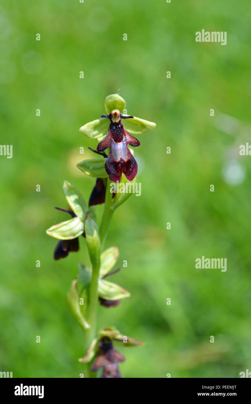 Fliegen Orchidee Stockfoto