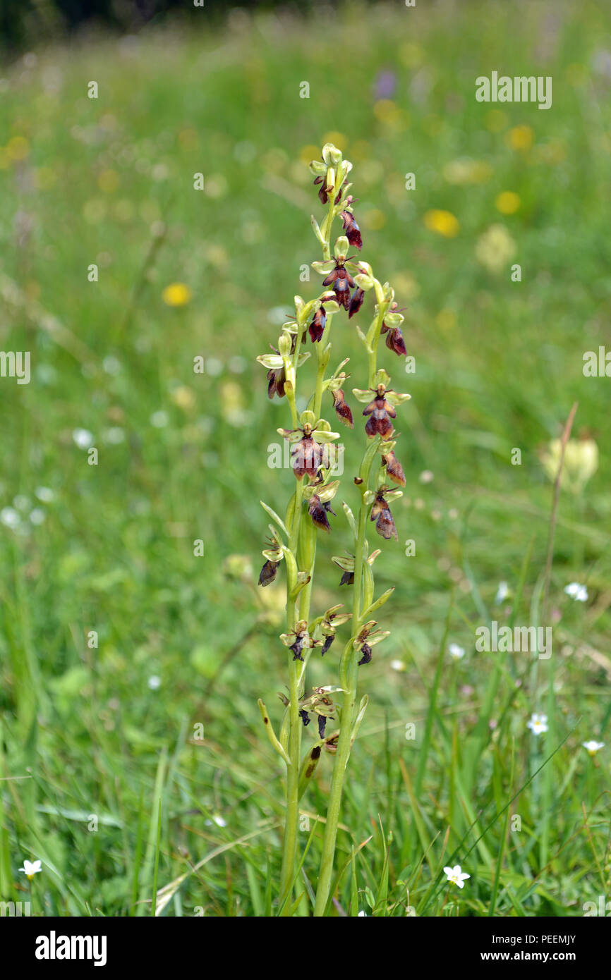 Fliegen Orchidee Stockfoto