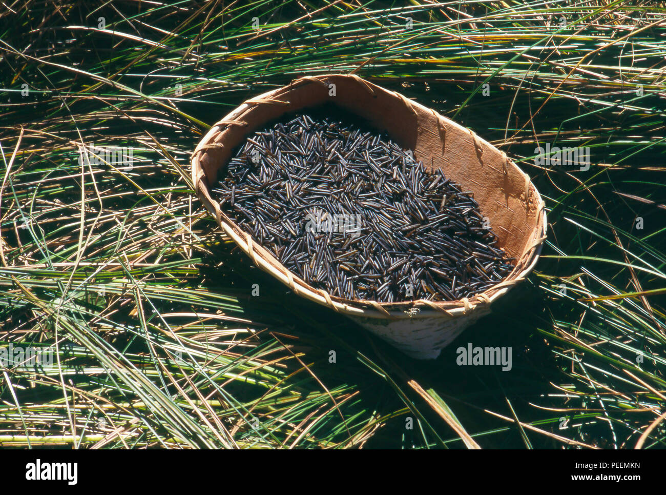 Wilder Reis in einem birchbark Korb. Foto Stockfoto