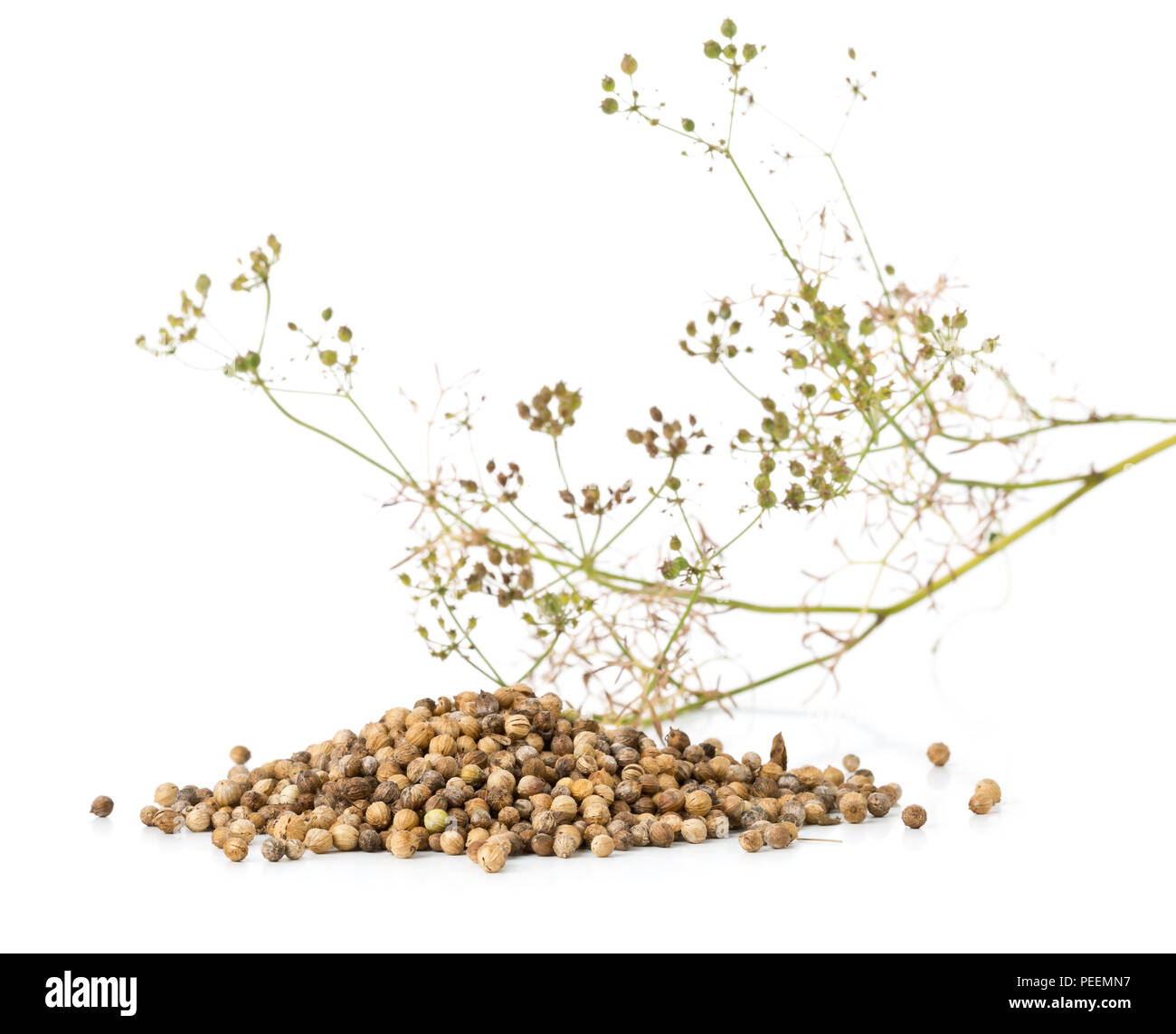 Haufen rohe, unbearbeitete Bio Koriander oder koriander Samen mit Koriander Anlage auf weißem Hintergrund Stockfoto