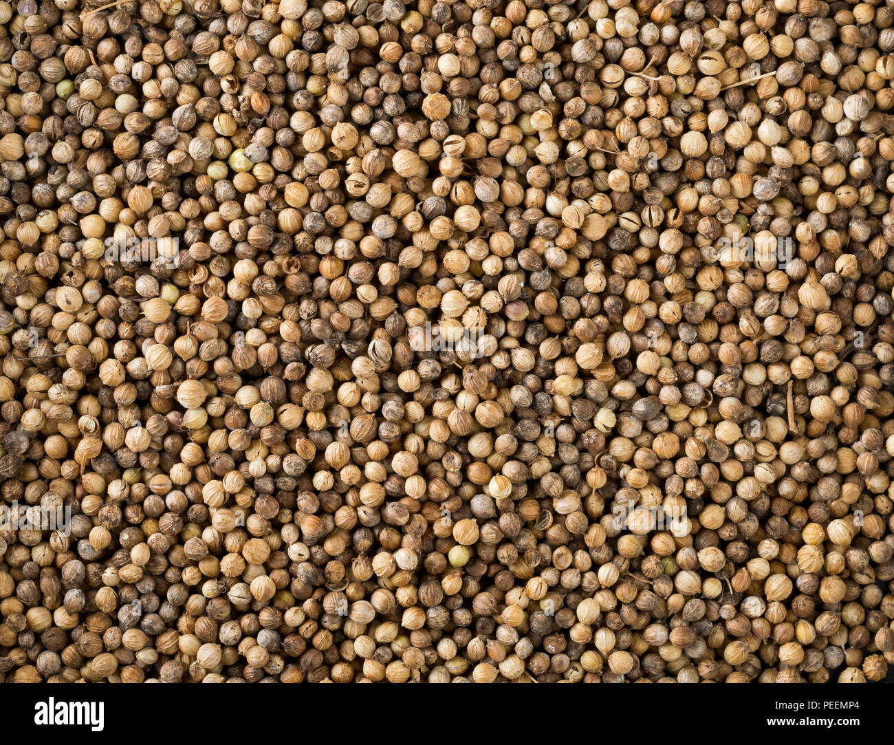 Frame Füllung Hintergrund der Rohe, unbearbeitete Bio Koriander oder koriander Samen Stockfoto