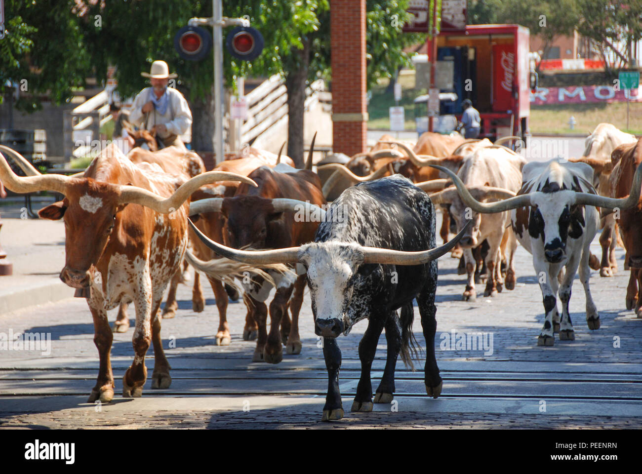 Cowboy zu Pferd Herding lange gehörnte Vieh entlang der Hauptstraße in Fort Worth Stockyards Stockfoto