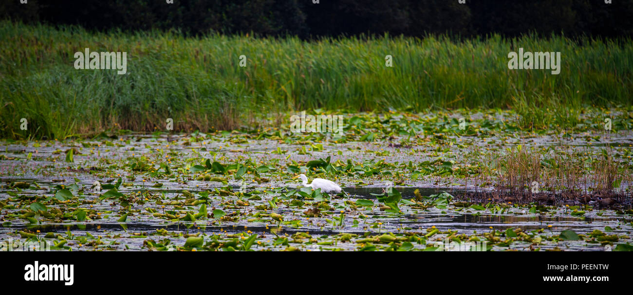 Silberreiher (Egretta alba) in Avalon Sümpfen, Somerset, England, Dieser Vogel ist selten in Westeuropa aber eine gute Bevölkerung existiert in diesen Seen Stockfoto