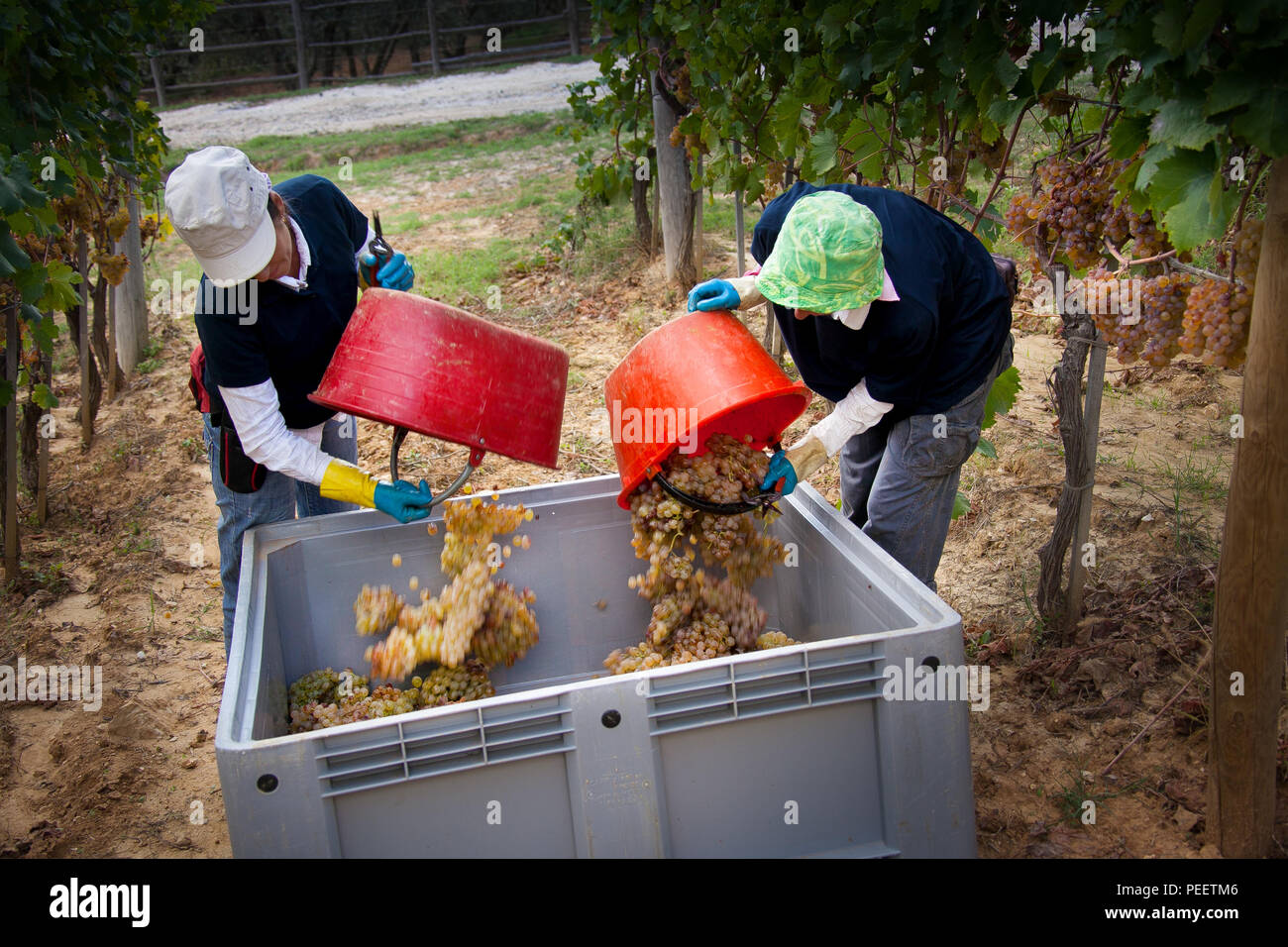 Bolgheri, Toscana, Toskana, Italien - die Ernte und die Pflege der Weinberge der kontrollierte Herkunft der Bolgheri rote und weiße Weine Stockfoto