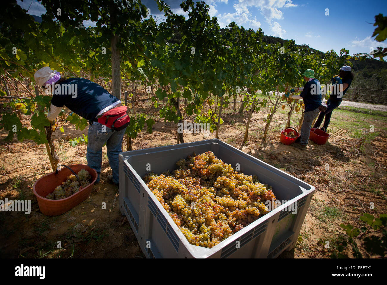 Bolgheri, Toscana, Toskana, Italien - die Ernte und die Pflege der Weinberge der kontrollierte Herkunft der Bolgheri rote und weiße Weine Stockfoto