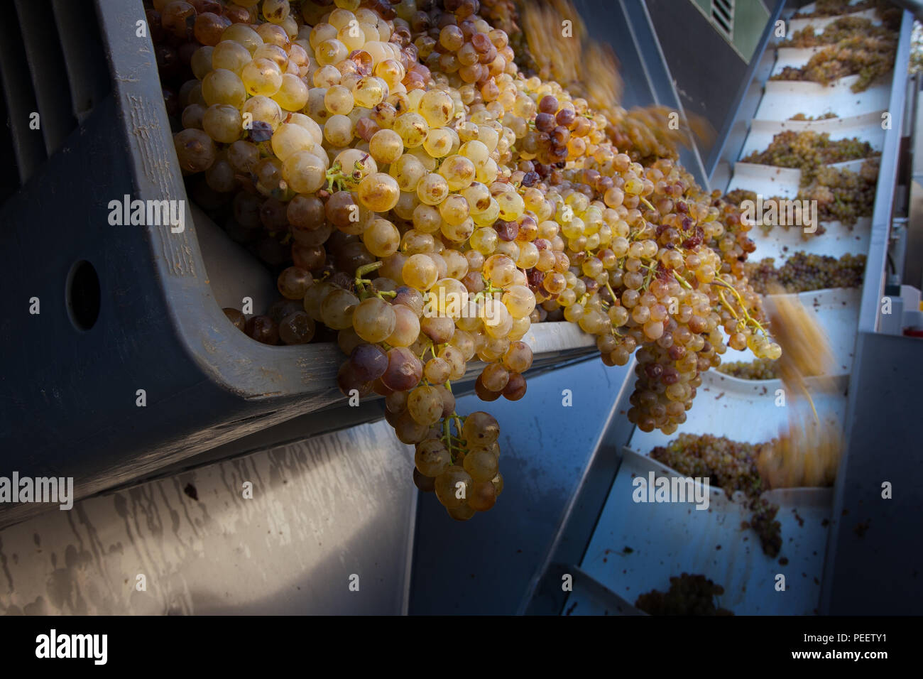 Bolgheri, Toscana, Toskana, Italien - die Ernte und die Pflege der Weinberge der kontrollierte Herkunft der Bolgheri rote und weiße Weine Stockfoto