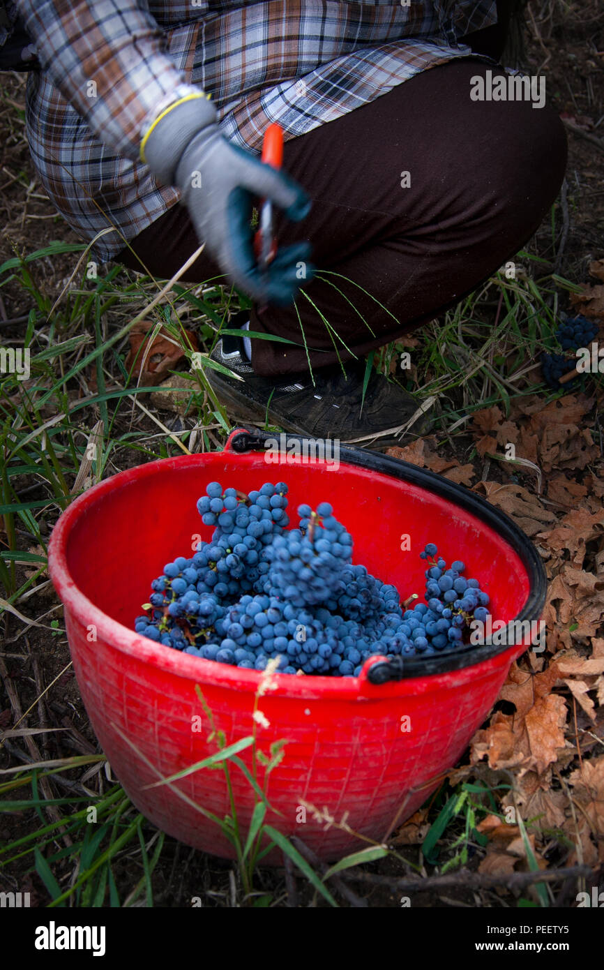 Bolgheri, Toscana, Toskana, Italien - die Ernte und die Pflege der Weinberge der kontrollierte Herkunft der Bolgheri rote und weiße Weine Stockfoto