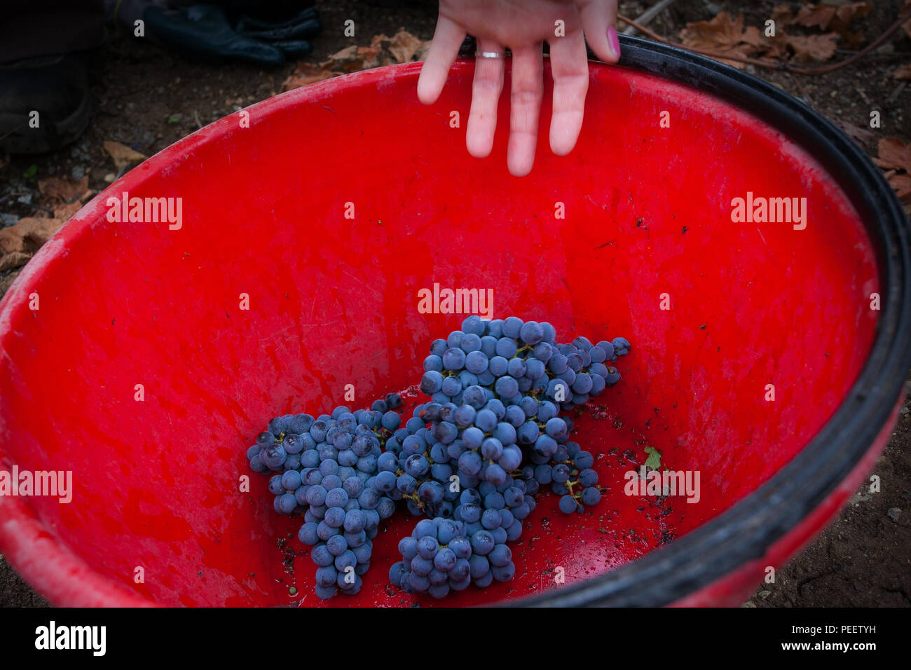 Bolgheri, Toscana, Toskana, Italien - die Ernte und die Pflege der Weinberge der kontrollierte Herkunft der Bolgheri rote und weiße Weine Stockfoto