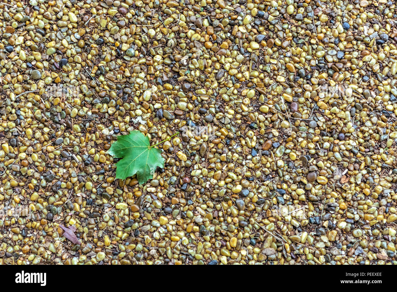 Grünes Blatt auf dem Bürgersteig der gelben und grauen Steinen, für die Verwendung als Hintergrund. Stockfoto
