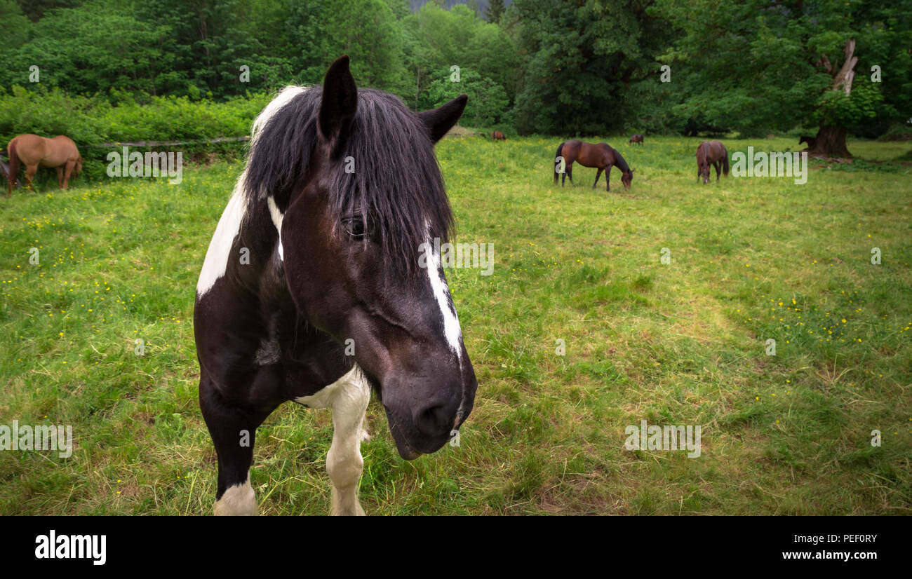 Braunes Pferd auf einer Weide, mit Pferden im Hintergrund. Stockfoto