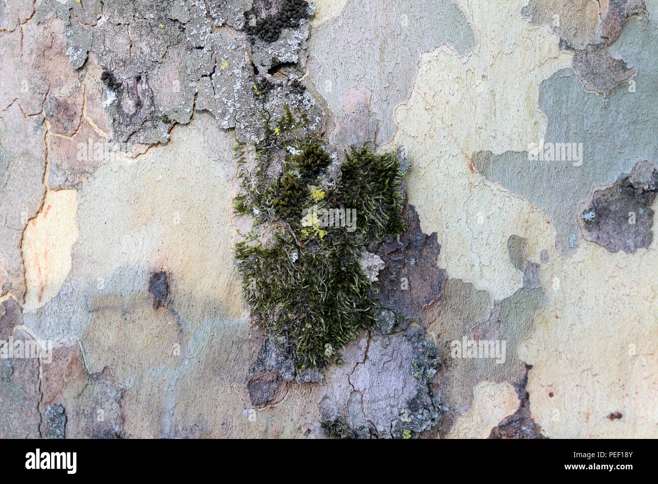 Grüne Rinde Textur den Baumstamm in leuchtenden grünen Wald in der Nähe von Baumrinde Textur Stockfoto