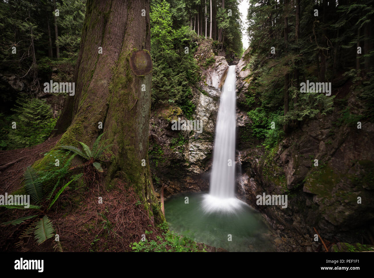 Wasserfall in einem immergrünen Wald mit Farnen und ein Baum im Vordergrund Casacade fällt, Mission, BC. Stockfoto