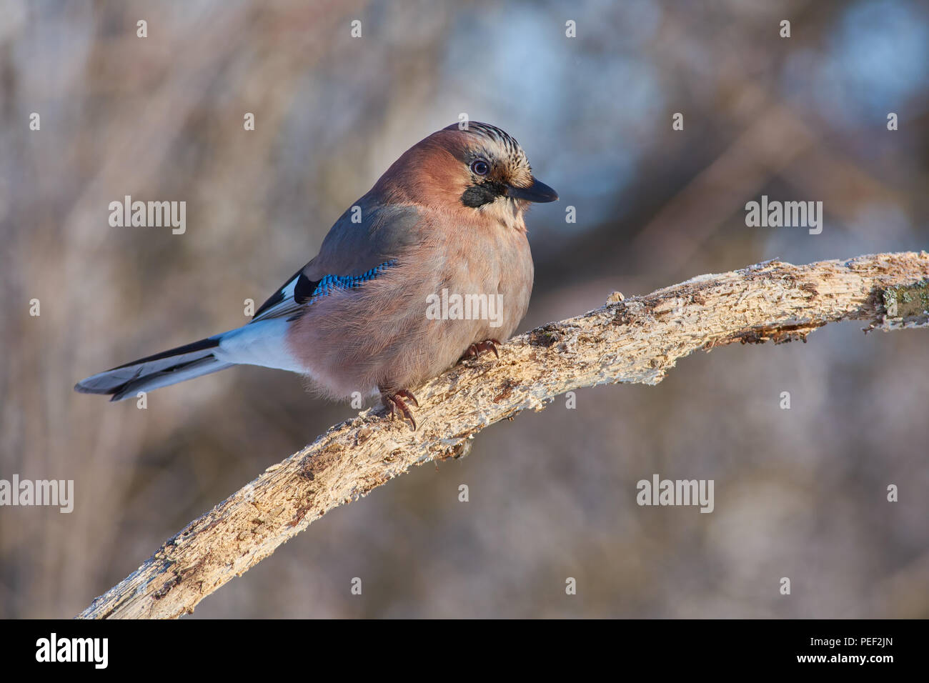 Eurasischen Eichelhäher (Garrulus glandarius) flog für Essen im Futterhaus und setzt sich auf einen Ast. Stockfoto
