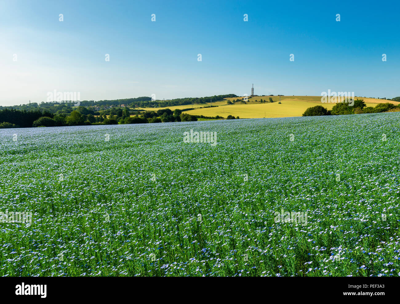 Ein Bereich der blauen Leinsamen oder Leinöl in der Kent Downs AONB nr Etchinghill. Stockfoto