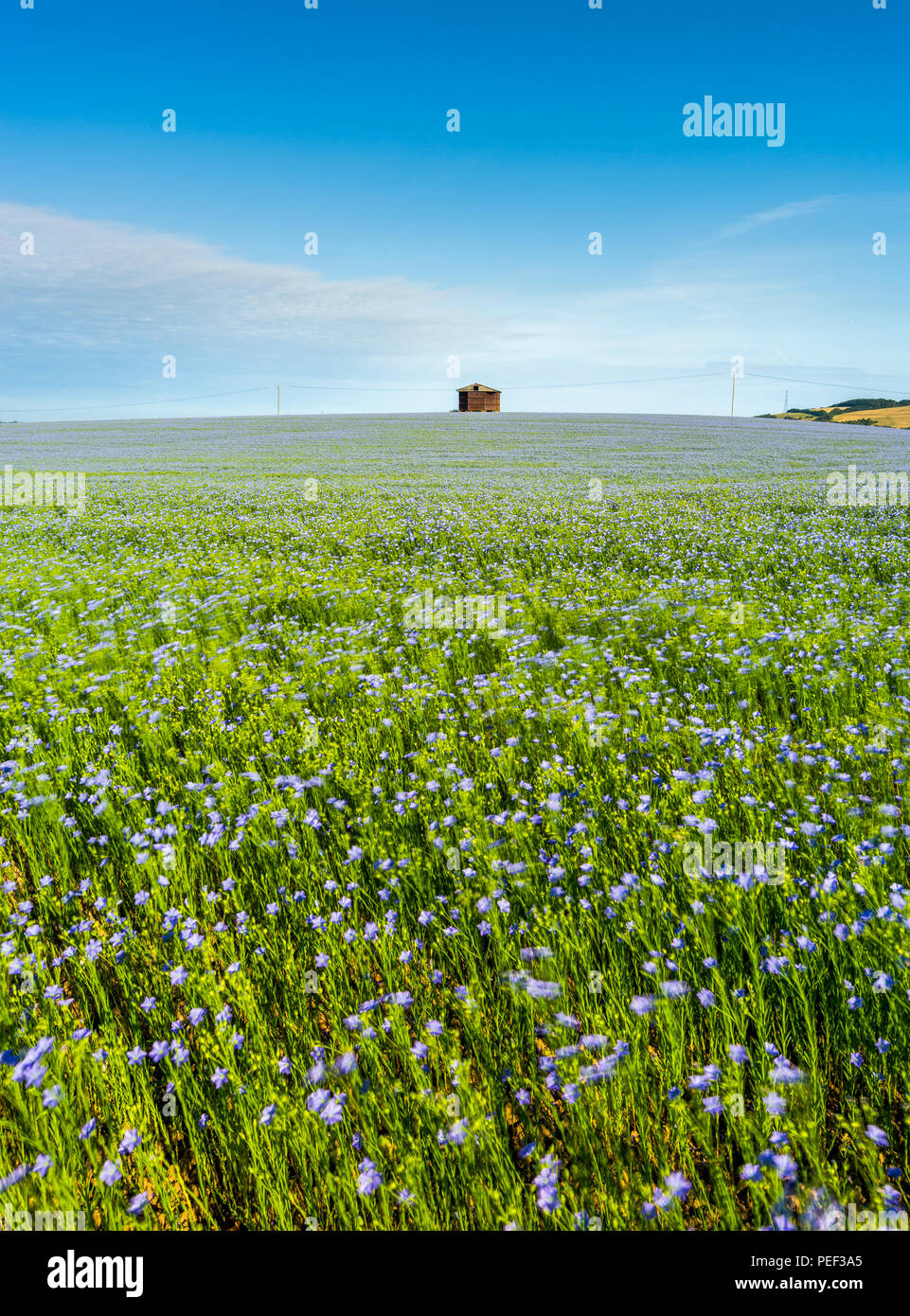 Eine Scheune umgeben von Feldern des blauen Leinsamen oder Leinöl in der Kent Downs AONB. Stockfoto