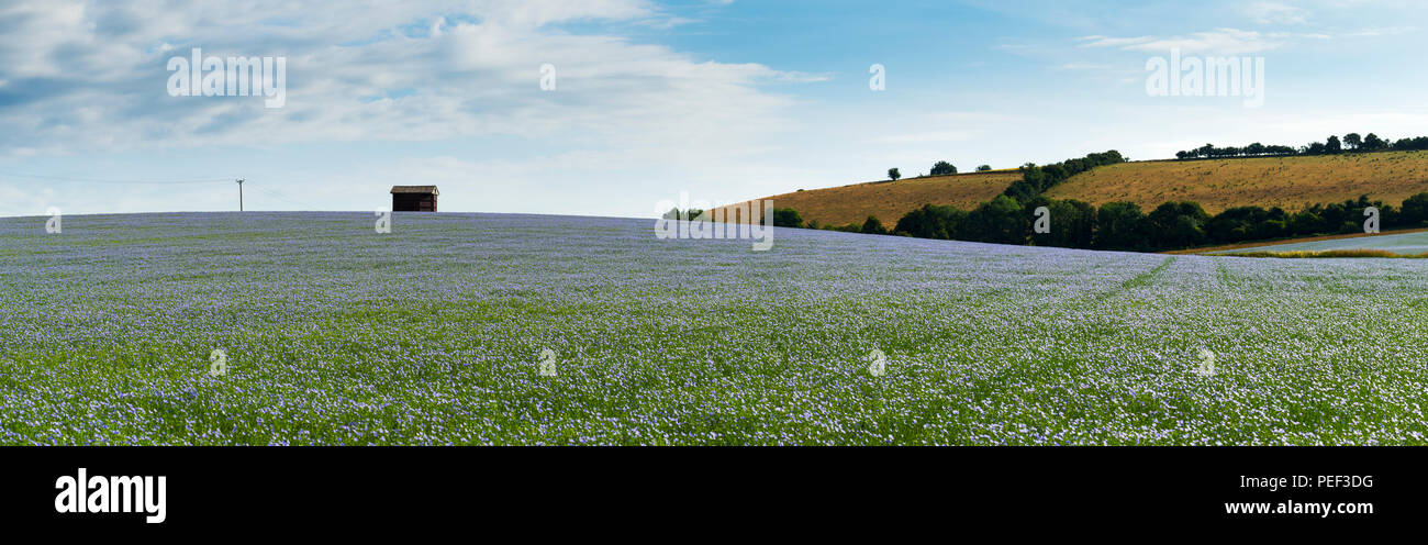 Ein Panoramablick auf das Bild einer Scheune umgeben von blühenden Leinsamen oder Leinöl in der Kent Downs AONB. Stockfoto