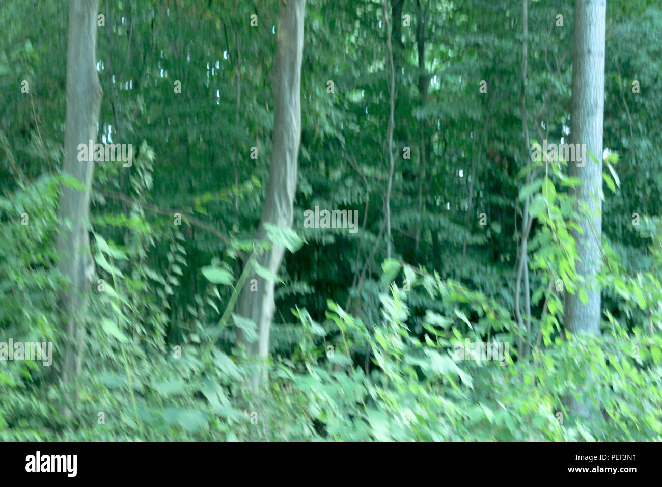Deutschland Stuttgart City Dschungel auf den Hügeln und Bergen, üppigen tropischen Dschungel Regenwald Hintergrund Stockfoto