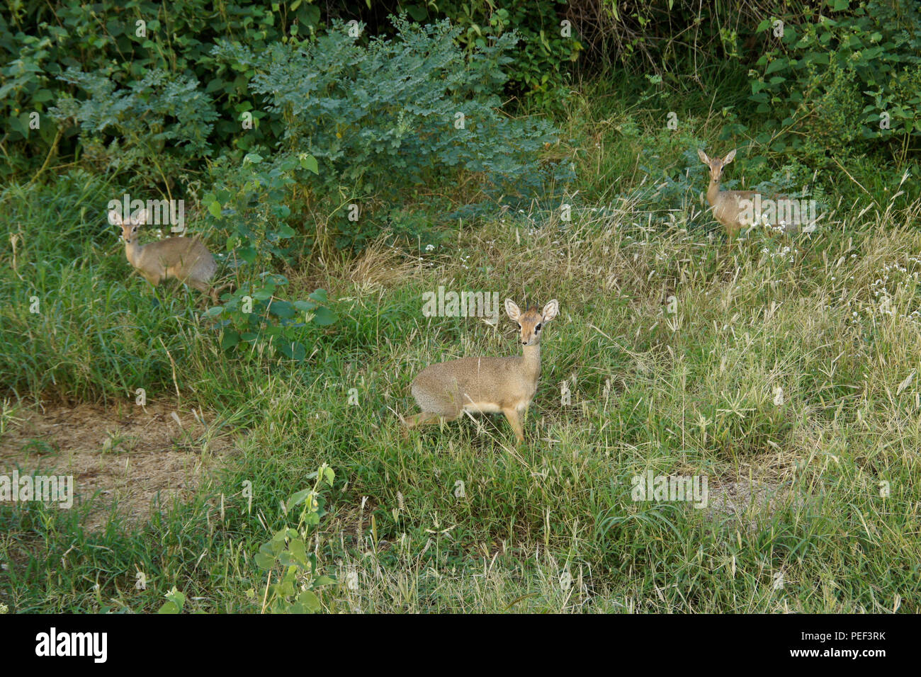 Familie von Kirk's dikdiks (dik-diks) in üppiger grüner Vegetation, Samburu Game Reserve, Kenia Stockfoto